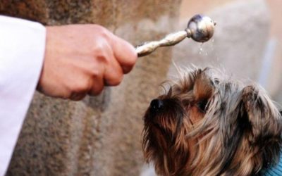 La parroquia Santa Catalina de Majadahonda bendice las mascotas en el Día de San Antón