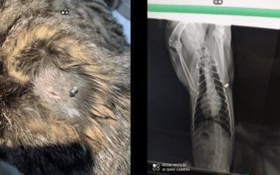 Una vecina de Majadahonda denuncia que un desconocido disparó contra su mascota un perdigón a 2 milímetros del pulmón
