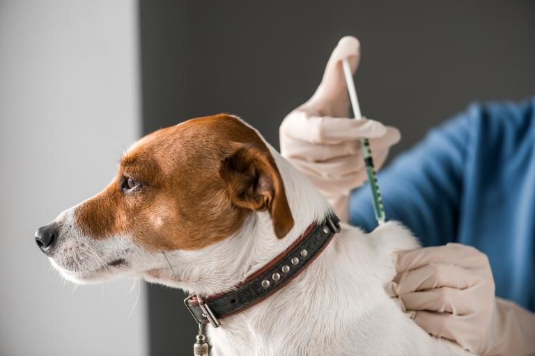 Una clínica veterinaria de Majadahonda recomienda vacunar a las mascotas «con ampliación de antígenos»