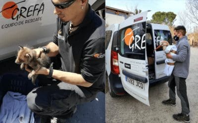 Vecinos de Boadilla (314), Majadahonda (46) y Las Rozas (44) salvaron animales heridos: Hospital Grefa (Monte del Pilar)