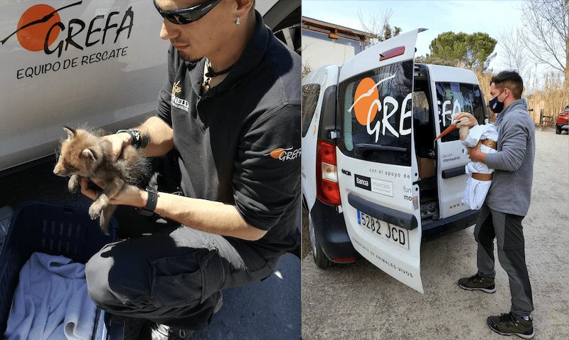 Vecinos de Boadilla (314), Majadahonda (46) y Las Rozas (44) salvaron animales heridos: Hospital Grefa (Monte del Pilar)