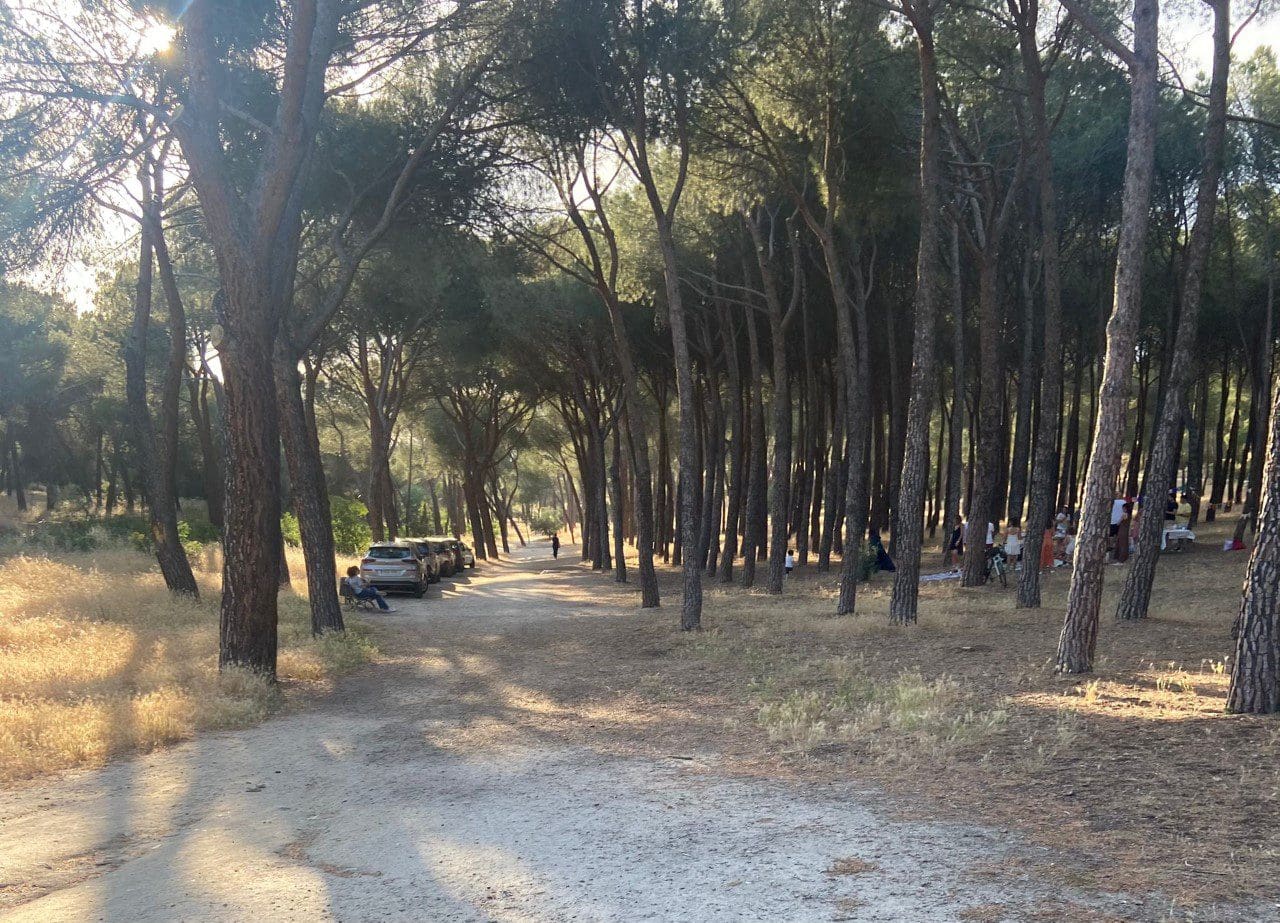 Varios coches irrumpen en el Parque del Pinar de Doña Consuelo (Majadahonda) para celebrar un cumpleaños