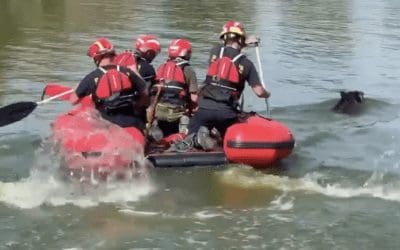Un jabalí se cuela en el campo de golf de Majadahonda y obliga a los bomberos a rescatarlo