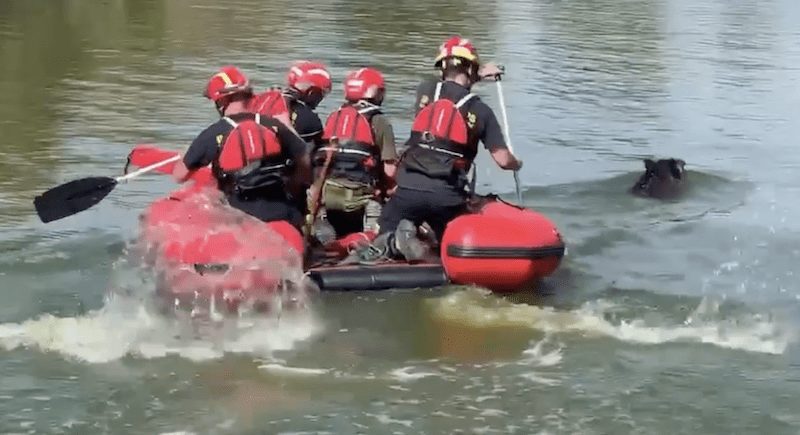 Un jabalí se cuela en el campo de golf de Majadahonda y obliga a los bomberos a rescatarlo