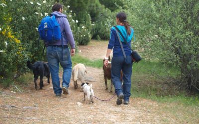 Paramascotas (Majadahonda): «Los 3 pilares de un perro son vínculo, comunicación y emoción»