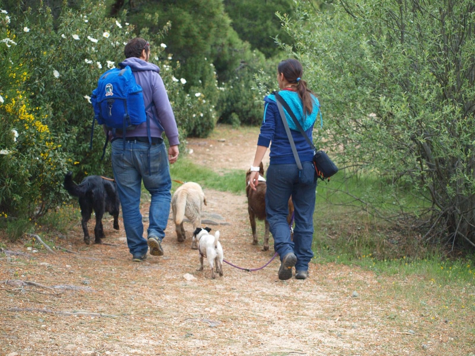 Paramascotas (Majadahonda): «Los 3 pilares de un perro son vínculo, comunicación y emoción»