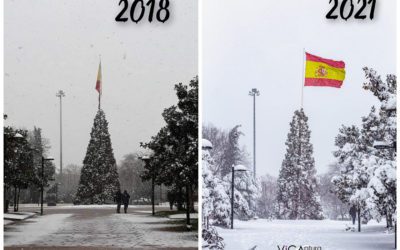 Muere el emblemático árbol del Parque de Colón en Majadahonda