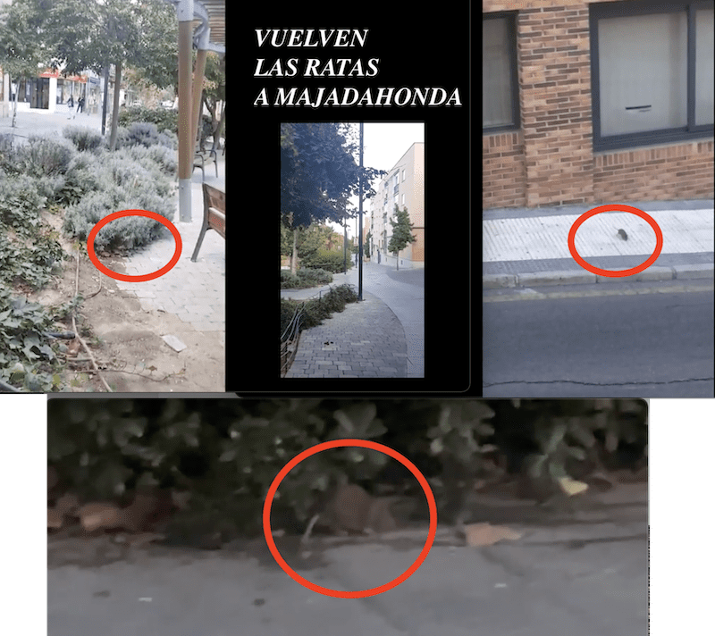 Una vecina de Majadahonda graba las ratas de la Plaza Pizarro: «lo llevamos sufriendo hace mucho tiempo pero por un oído les entra y por otro les sale»