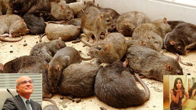 Majadahonda sufre desde octubre una «plaga» de ratas: las llamadas telefónicas y escritos al Ayuntamiento