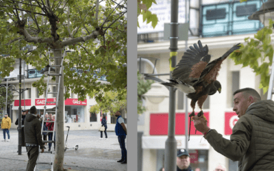 Un fotógrafo capta el momento en que GREFA y Guardia Civil salvan a un ave rapaz en la Gran Vía de Majadahonda