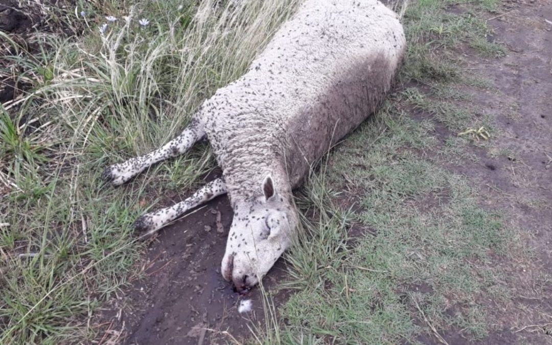 Encuentran un carnero muerto en la Dehesa de Majadahonda atacado por zorros o lobos: «plaga» de conejos» en el municipio