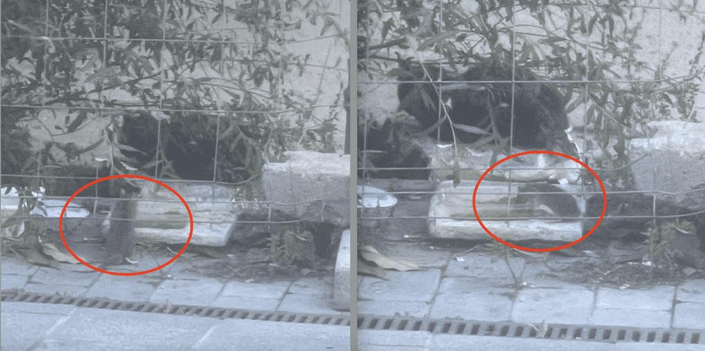 Polémica en Majadahonda entre defensores y detractores por dar de comer a los gatos callejeros