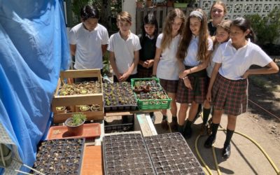 Alumnos del Mª Auxiliadora (Majadahonda) regalan árboles y flores en la Plaza de Colón por el Día Mundial del Medio Ambiente