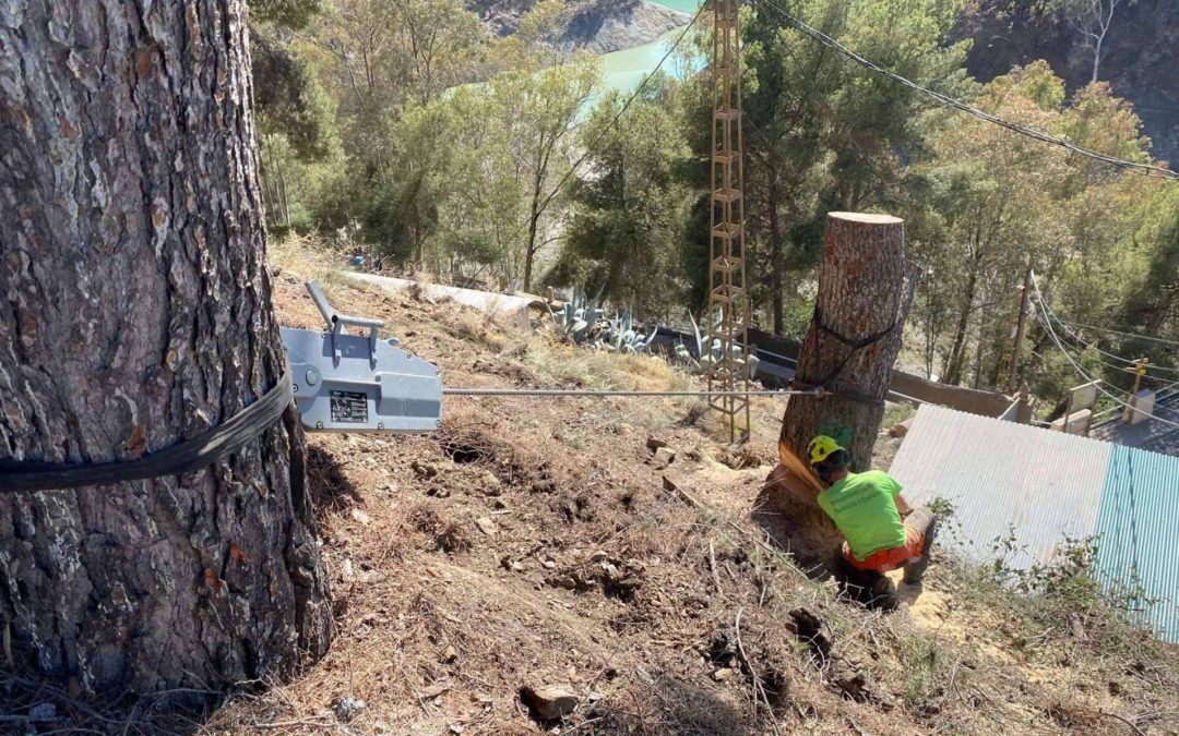 Cómo formar técnicos forestales especializados con el curso de Poda y Tala en Altura de PODAprofesional