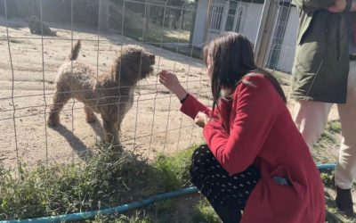 «Los gatos están a 40 grados en la perrera del CICAM, no existe un interés real por la protección y el bienestar animal en el municipio de Majadahonda»