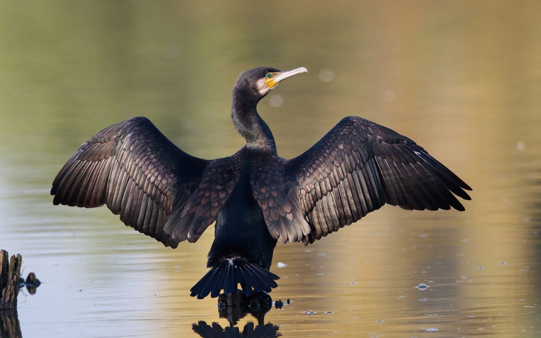 Los cormoranes que visitan cada año el río Guadarrama en Molino de la Hoz se quedan sin su «casa»