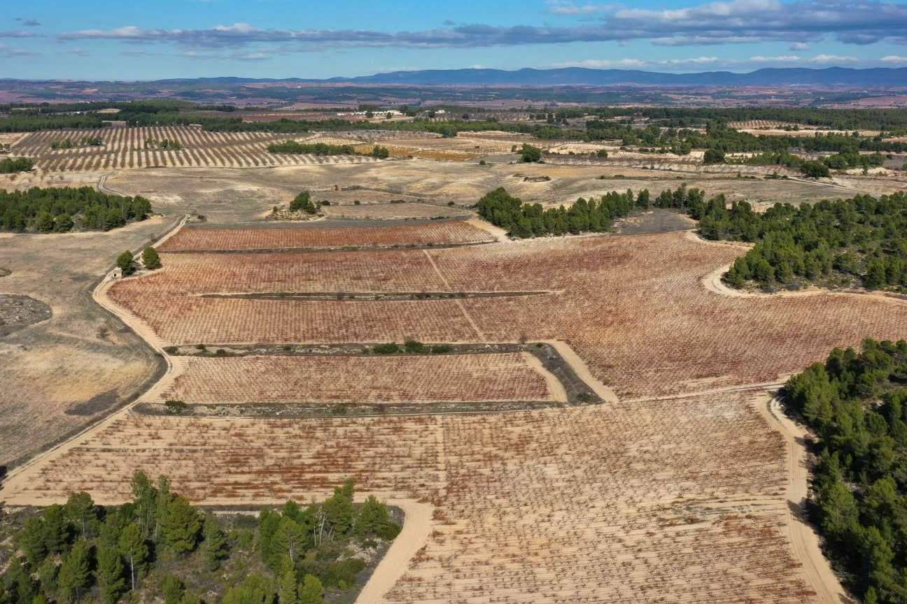 El vino ecológico Pago de los Balagueses de Bodegas Vegalfaro cuenta con la denominación ‘vino de pago’