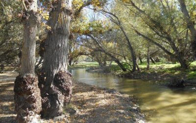 El Río Guadarrama a su paso por Majadahonda, Las Rozas, Galapagar: «la Gran Cloaca”