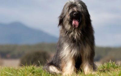 Desde Majadahonda: «El Perro Pastor Catalán (Gos d’Atura Català), es una de las razas caninas más destacadas por su inteligencia, fidelidad y lealtad»