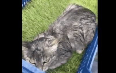 Justicia Animal eleva a la Comunidad de Madrid sus denuncias sobre la perrera de Majadahonda y desvela un vídeo con gatos y mascotas mojadas y con frío