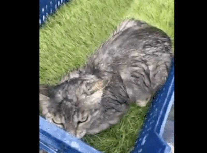 Justicia Animal eleva a la Comunidad de Madrid sus denuncias sobre la perrera de Majadahonda y desvela un vídeo con gatos y mascotas mojadas y con frío
