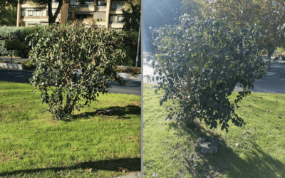 Jardinería Majadahonda: una «poda salvaje» de tres aligustres y el corte «inmisericorde» de un madroño 