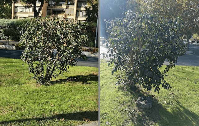 Jardinería Majadahonda: una «poda salvaje» de tres aligustres y el corte «inmisericorde» de un madroño 