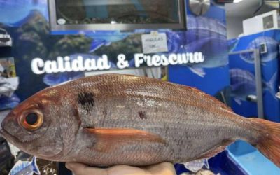 Pescados y mariscos de máxima frescura en Ceuta con Pescadería Younes Ceuta