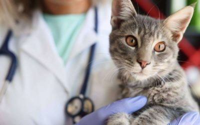 La revolución digital en las clínicas veterinarias; impulsando la gestión de la información