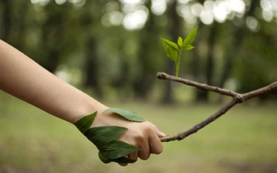 El ‘Ecobranding’ y la importancia de la marca en una organización