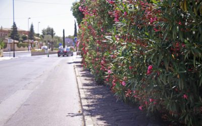 Carta «a la Señora Alcaldesa de Majadahonda» por la «dejadez» en el control de la vegetación que invade las aceras