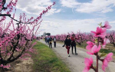 La floración llena de color el Bajo/Baix Cinca con rutas guiadas y actividades especiales