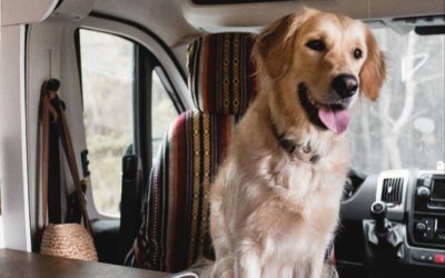 Cómo viajar con mascotas en autocaravana; Consejos para una ruta segura y sin estrés