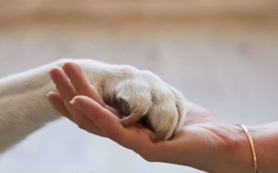 Seguro para mascotas; Proteger al mejor amigo con la mejor cobertura