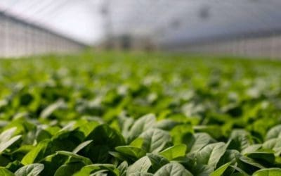 Cómo aplicar correctamente los fertilizantes para maximizar su eficacia