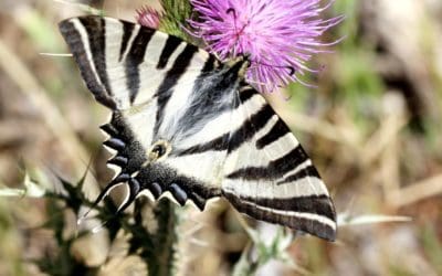 Mariposas en Majadahonda (I): las alquimistas del aire