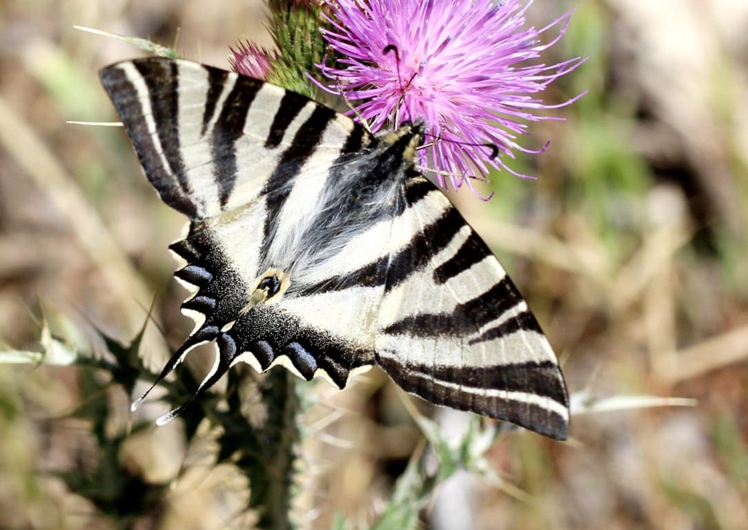 Mariposas en Majadahonda (I): las alquimistas del aire