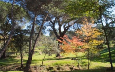 Disolución del Patronato del Monte del Pilar (Majadahonda): “bambalinas” de un pacto PP-PSOE e incumplimientos con el resto de la Oposición