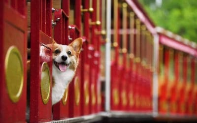 Las mascotas también viajan aseguradas; más coberturas para los nuevos reyes de la casa