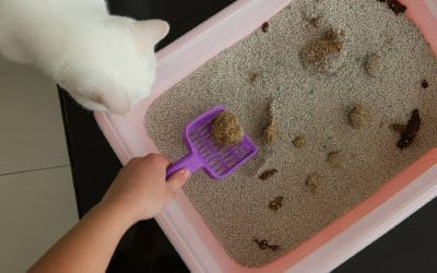 ¿Se está usando la peor arena para los gatos sin saberlo?