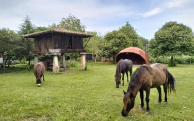 El Ecomuséu Ca l’Asturcón se posiciona como referente de ecoagroturismo en torno al poni asturiano