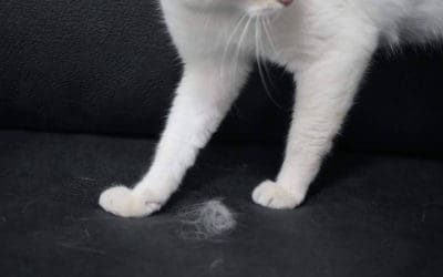 Nuevos sofás anti arañazos en Sofás Valencia, resistencia felina sin renunciar al diseño a medida