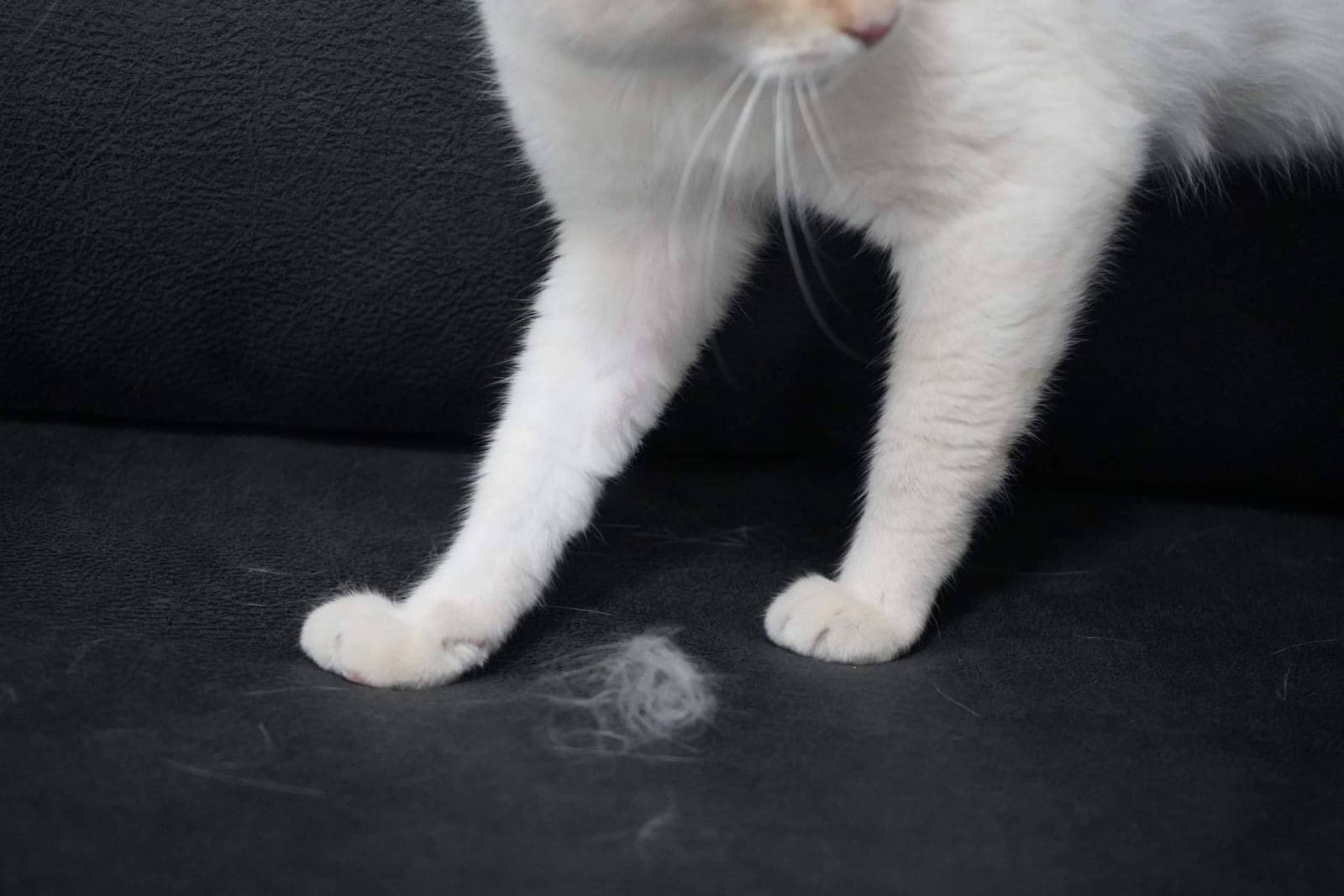 Nuevos sofás anti arañazos en Sofás Valencia, resistencia felina sin renunciar al diseño a medida