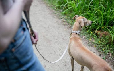 Radiografía del ‘pet parenting’ en España; el 49% de los hogares tiene mascota y La Rioja lidera la inversión en bienestar animal