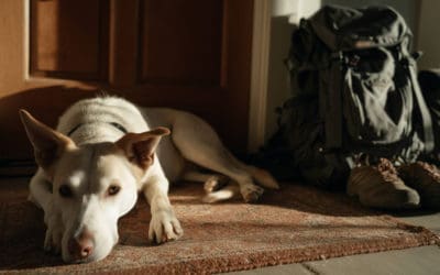 Septiembre y perros que no saben estar solos; recomendaciones para comprender y abordar el problema