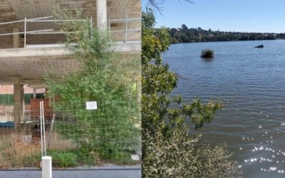 Molino de la Hoz (Las Rozas) y Bulevar Cervantes (Majadahonda): dos «monumentos» a la desidia de gobernantes y gobernados