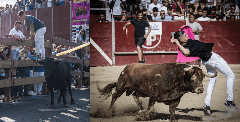 Ivantxu y sus 20 espectaculares fotos de «encierros» y «recortes» en Majadahonda: «Sin tradiciones un pueblo no tiene pasado, vida ni historia»