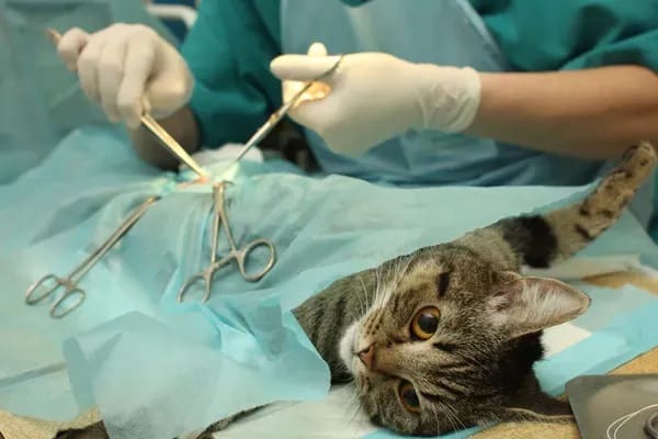 Una clínica veterinaria de Majadahonda paga 5.000 euros como indemnización por una operación fallida a un gato que le costó la vida