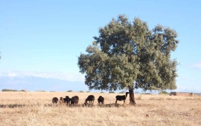 Caminos Trashumantes y Caminos de la Merina sellan su colaboración