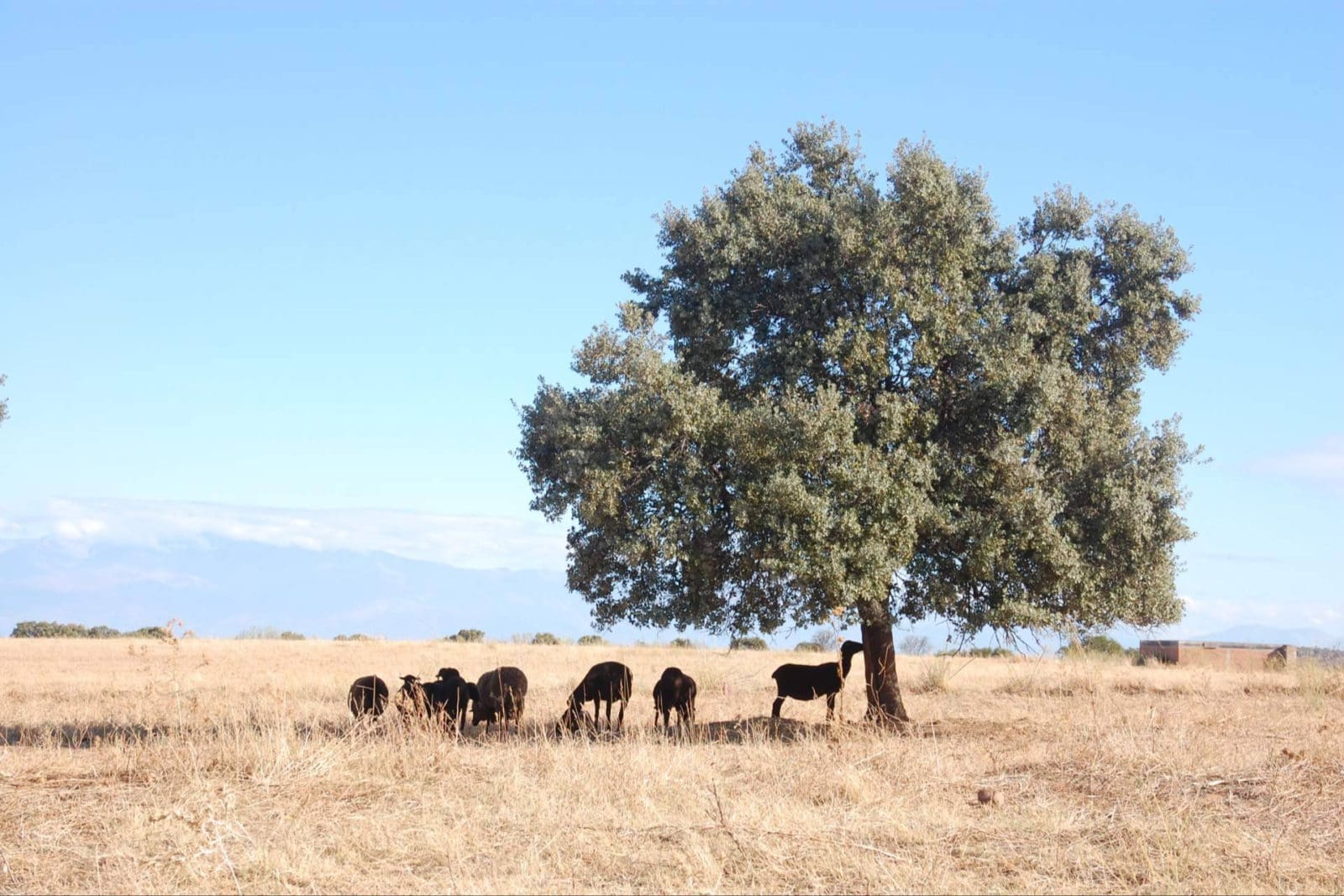 Caminos Trashumantes y Caminos de la Merina sellan su colaboración